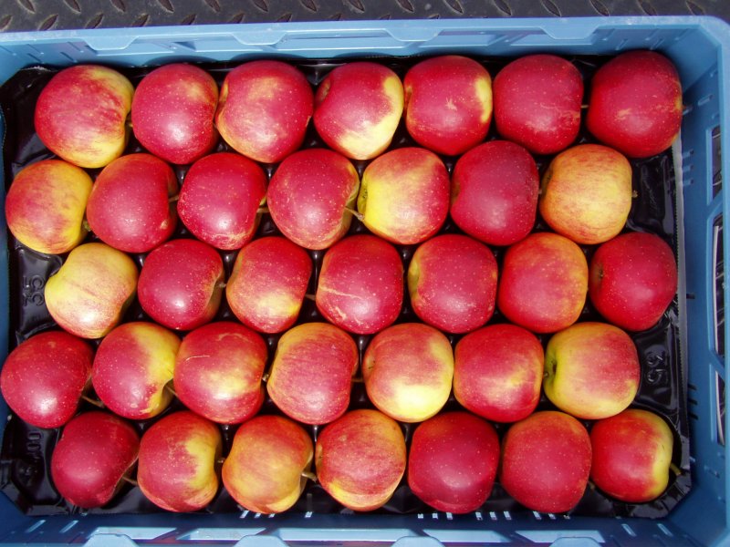 Evaluating size and weight of fresh produce